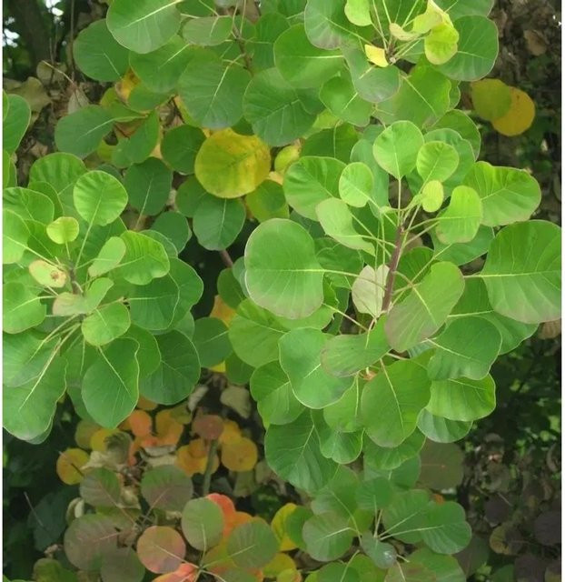 Perückenstrauch Old Fashioned Cotinus coggygria in Grün, Höhe: 25-30 cm - Bild 1