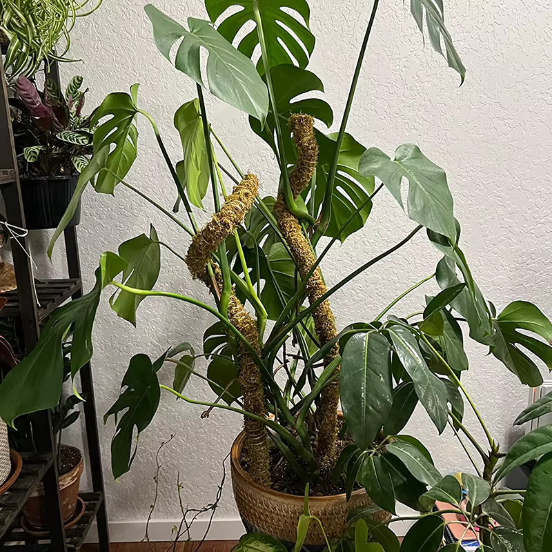 Biegbare Pflanzen-Kletterhilfe als Moosstange für Monstera und Palmen, braun, Höhe: 60-100 cm - Bild 4