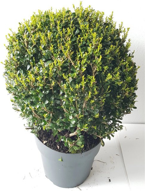 2er Set Ilex Glorie Gem-Kugel Pflanzen von Pflanzen-Boering, grün, Durchmesser: 30-35 cm - Bild 1