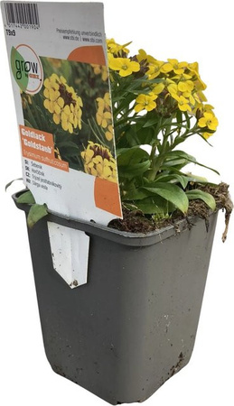 GROW by OBI Erysimum Stauden Goldlack Goldstaub Gelb, Topf-Ø: 9 cm x 9 cm