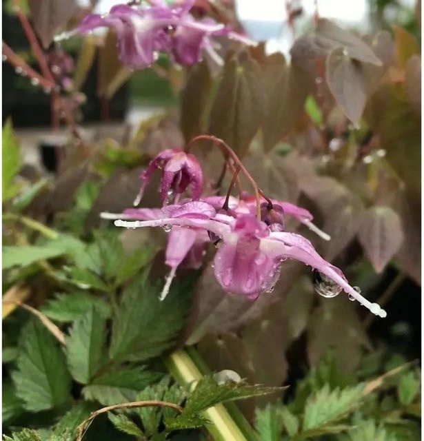 Epimedium grandiflorum Elfenblume Lilafee Stauden für den Garten in Lila - Bild 1