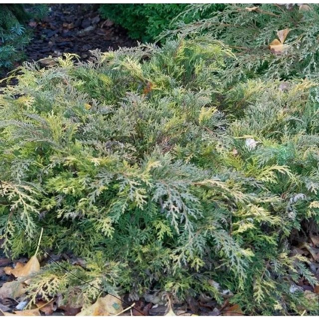 Sibirischer Fächerwacholder Microbiota decussata Lucas, grün, Höhe: 20-30 cm - Bild 1