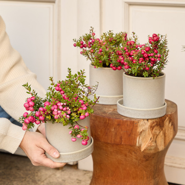 3er Set Pernettya mucronata Torfmyrthe in Rosa von BLUME2000 - Bild 1