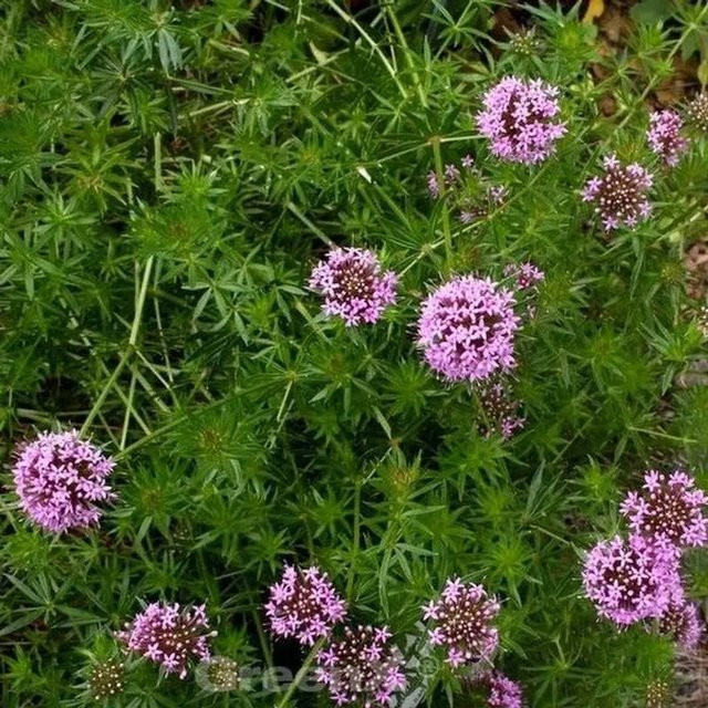 Phuopsis stylosa Bodendecker mit purpurfarbenen Blüten für deinen Garten - Bild 1