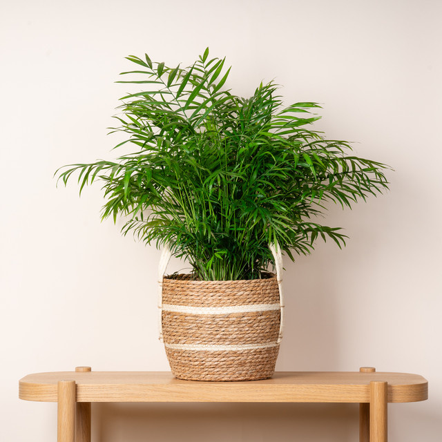 Seegras Korb mit Henkel von Green Living in Natur, Beige oder Braun, Durchmesser: 23 cm - Bild 1
