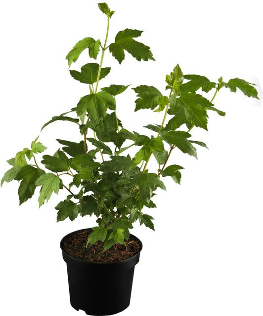 GROW by OBI Schneeball Roseum Viburnum weiß als Zierstrauch und Heckenpflanze Höhe: 60 - 80 cm - Bild 1