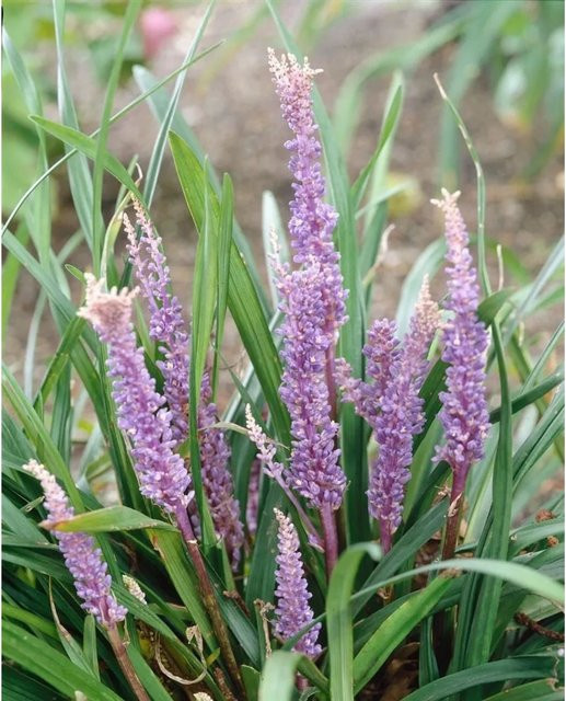 Liriope Muscari Big Blue Lilientraube als pflegeleichte, mehrjährige Bodendecker-Pflanze für den Garten in Blau und Violett, Höhe: 20-40 cm - Bild 1
