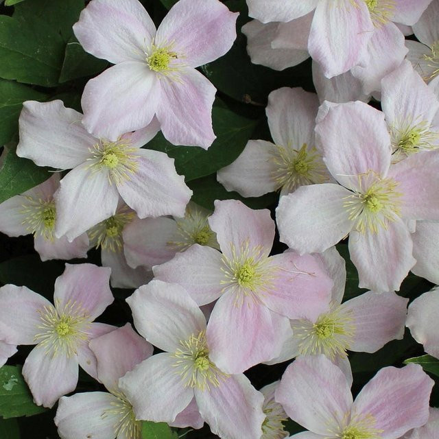Clematis Mayleen Kletterpflanze in Rosa für deinen Garten und Balkon - Bild 1