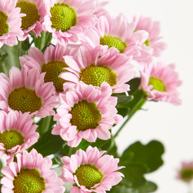 Blume2000 Chrysanthemen Pink Bunch - Bild 1