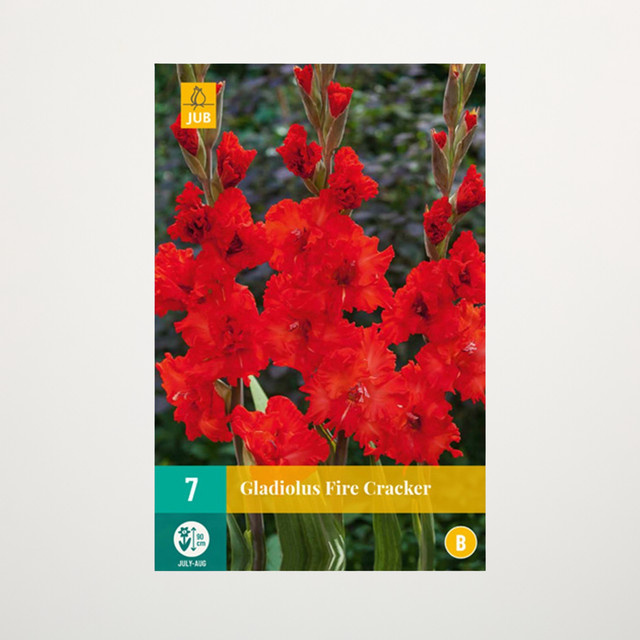 Wave-Gladiole Fire Cracker von BLUME2000 mit 7 Knollen für deine Gartenbeete - Bild 1