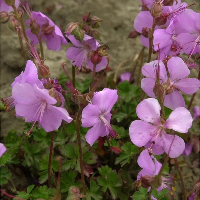 Geranium dalmaticum Dalmatiner Storchschnabel Stauden Bodendecker von Nr-01.de - Bild 1