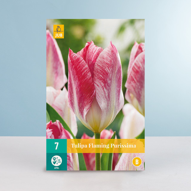 Tulpenzwiebeln Fosteriana Tulpe Flaming Purissima von BLUME2000 für Frühlingsbeet, Balkon und Terrasse, 7 Stück - Bild 1