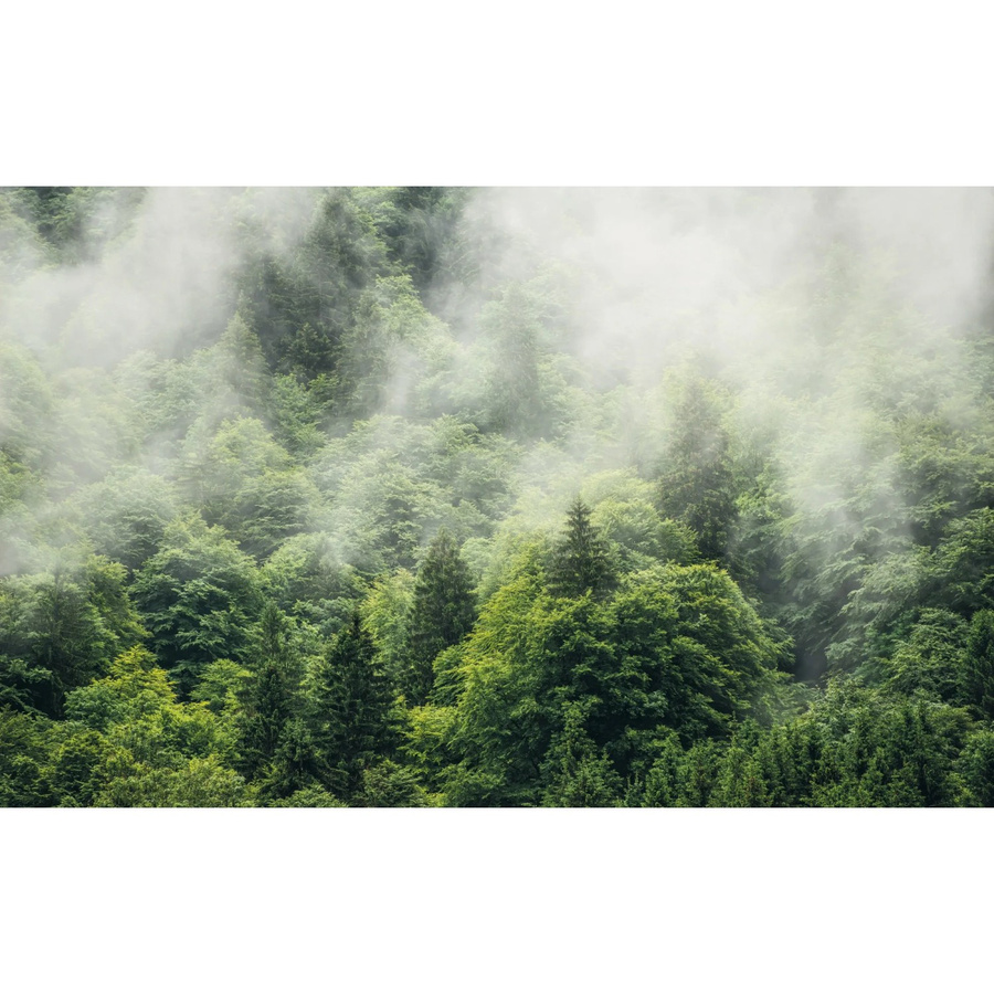 Komar Fototapete Vlies Forest Land in Grün, B: 400 cm, H: 250 cm - Bild 2