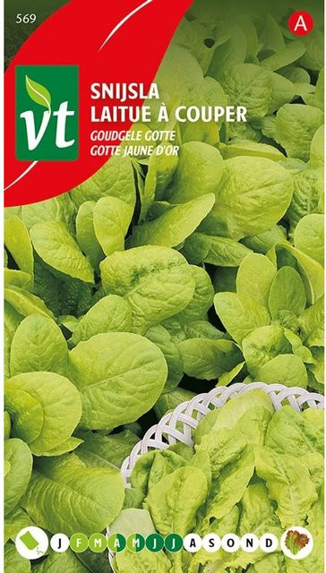Arborix Kopfsalat Golden Yellow Geschnitten Samen 4 g - Bild 1