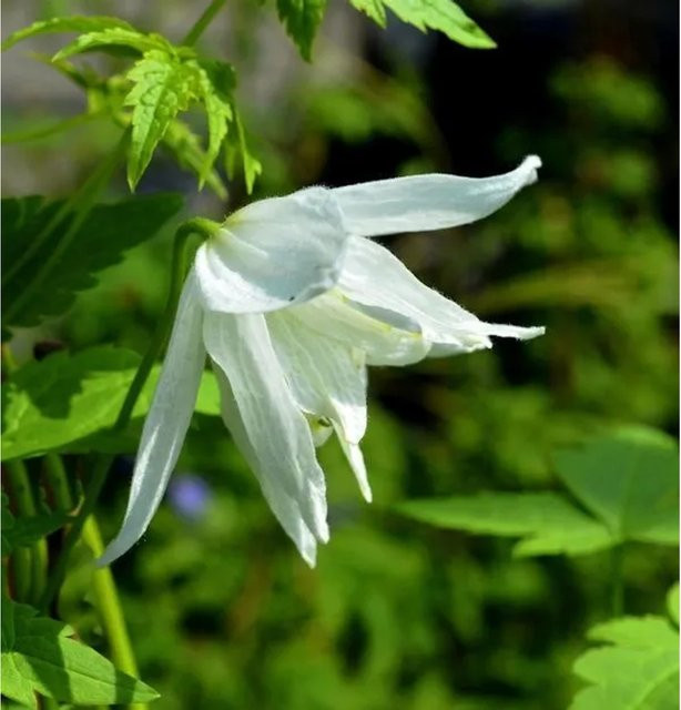 Clematis alpina Albina Plena Alpen Waldrebe, weiße Kletterpflanze, 60-80 cm - Bild 1