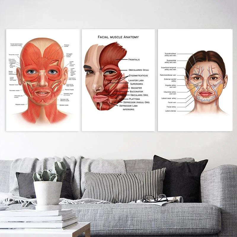 Redamancy Gallery Anatomie Leinwandgemälde mit Skelett, Muskeln und Gefäßen als medizinisches Wandbild, Breite: 50 cm, Höhe: 70 cm - Bild 2
