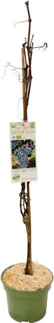 GROW by OBI Weintraube Regent Vitis vinifera im Topf - Bild 1