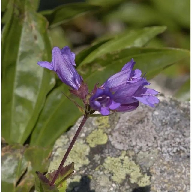 Penstemon alpinus Berg-Bartfaden blaue Staude für Beet und Randbepflanzung - Bild 1