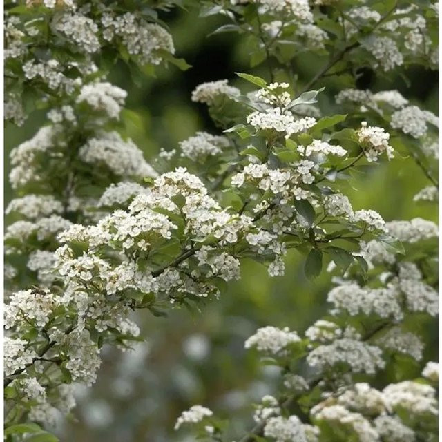 Scharlach Glanzblattmispel Photinia villosa Strauch, Höhe: 40-60 cm - Bild 1