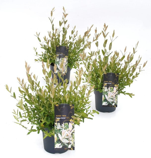 GROW by OBI Harlekinweide Hakuro Nishiki Salix integra Weiß Höhe: 20-30 cm - Bild 1
