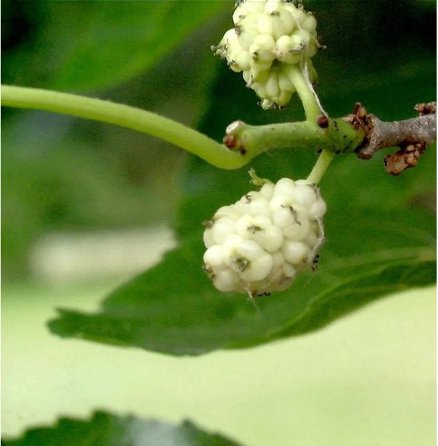 Weißer Maulbeerbaum Morus alba von Nr-01.de, Höhe: 80-100 cm - Bild 1