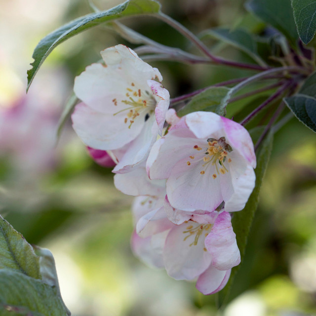 Zierapfel Evereste von Mein schöner Garten Shop, rosa - Bild 1