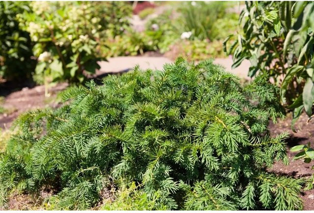 Immergrüne Flach-Eibe Taxus Baccata Repandens als Bodendecker und Zierstrauch, Grün, Höhe: 50–60 cm - Bild 1