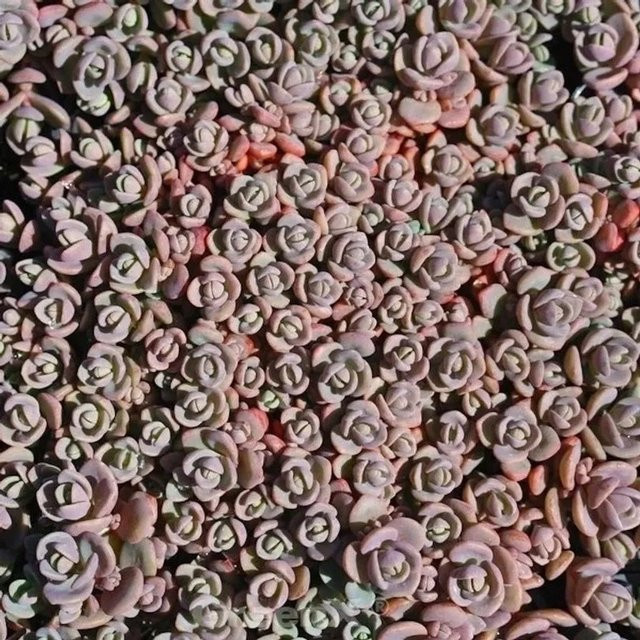 Sedum cyaneum Fetthenne Sachalin Rosenteppich Bodendecker in Graublau, Blaugrau und Purpurrot - Bild 1