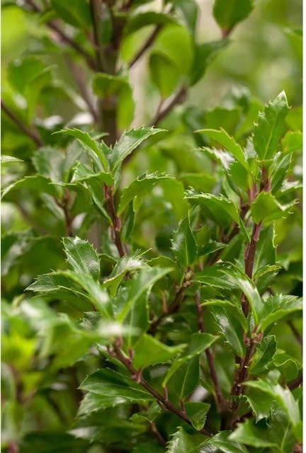 Ilex meserveae Heckenfee Immergrüne Heckenpflanze, Höhe: 80-100 cm - Bild 1