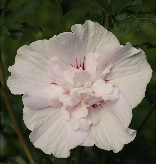 Garteneibisch Leopold Hibiscus syriacus von Nr-01.de als Zierstrauch für den Garten - Bild 1
