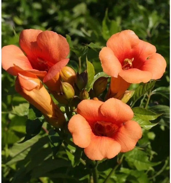 Hochstamm Trompetenblume Indian Summer Campsis radicans in Orange, Höhe: 80-100 cm - Bild 1