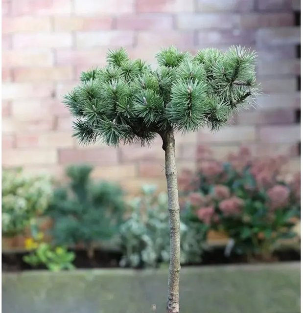 Nr-01.de Hochstamm Zwergkiefer Humpy Pinus mugo, grün, im Topf - Bild 1