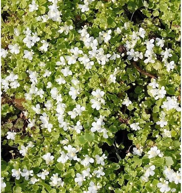 Blasses Zimbelkraut Alba Cymbalaria pallida weiße Bodendecker-Pflanze für Mauerbegrünung und Steingarten - Bild 1