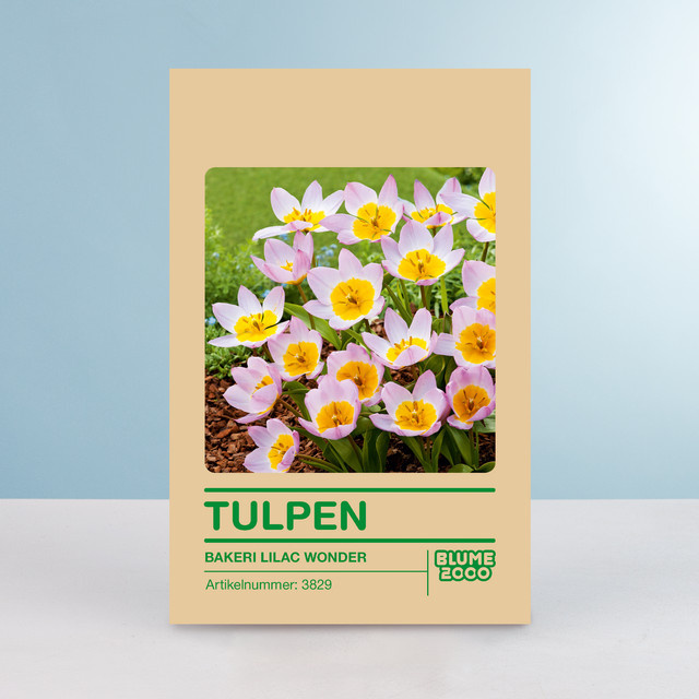 Botanische Tulpe Bakeri Lilac Wonder von BLUME2000, 10 Zwiebeln - Bild 1