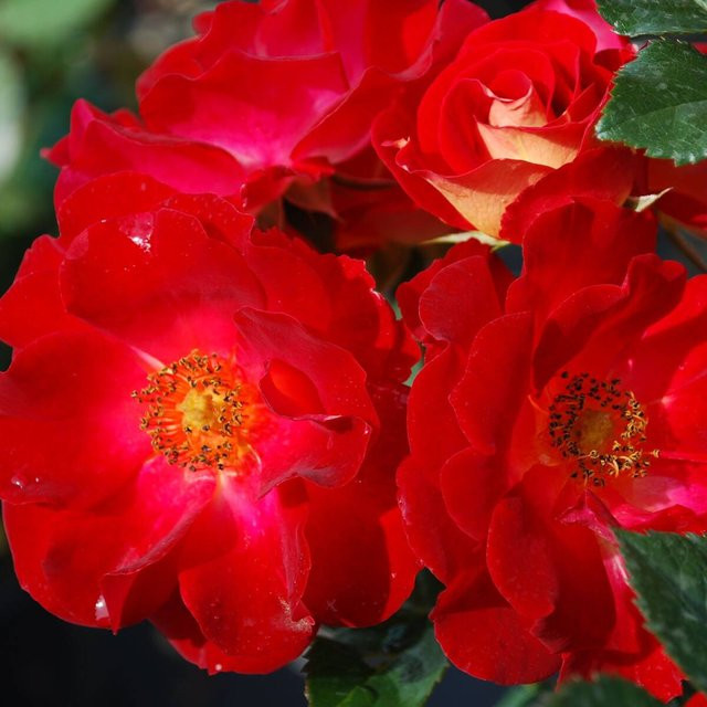 Bodendeckerrose Mainaufeuer rot - Bild 1