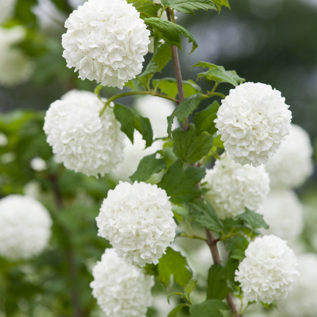 Gefüllter Schneeball Viburnum Roseum in Weiß vom Mein schöner Garten Shop - Bild 1