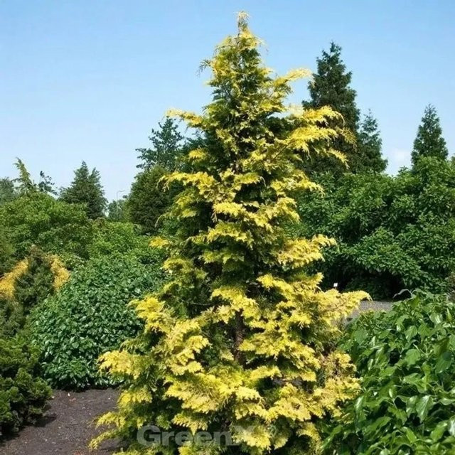 Hinoki Scheinzypresse Crippsii Chamaecyparis obtusa gelb Nr-01.de Höhe: 80-100 cm - Bild 1