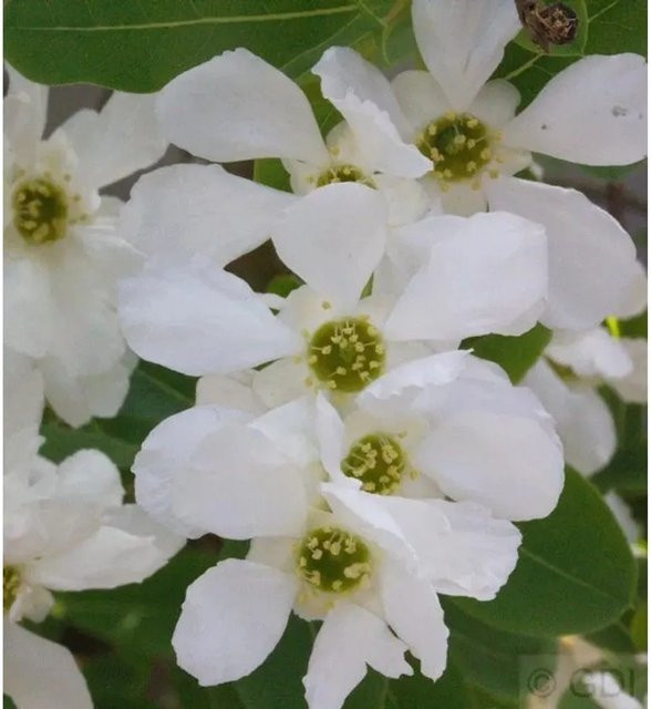 Exochorda racemosa Blütenhecke und Solitärgehölz von Nr-01.de, Höhe: 80-100 cm - Bild 1