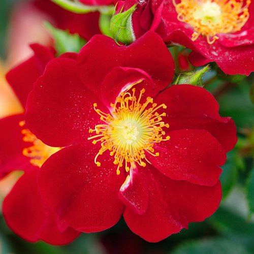 ROSEN TANTAU Kleinstrauchrose Rosa hybride Bienenweide in Rosa - Bild 1