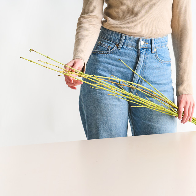 BLUME2000 Hartriegel-Zweige in Gelb, 1 Bund für deine Frühlings- und Osterdekoration - Bild 1