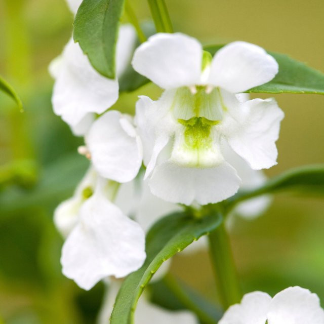 Angelonia Engelsgesicht Beetpflanze in Weiß für Sommer und Herbst - Bild 1