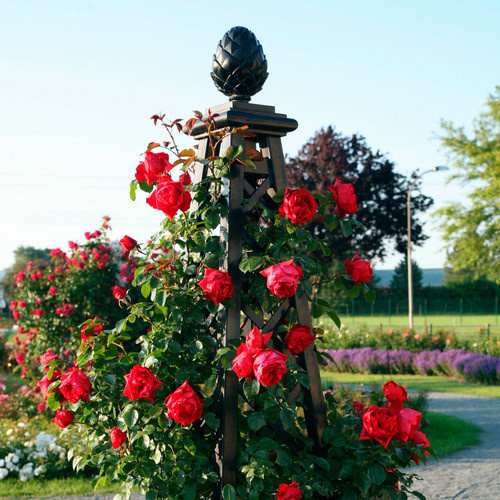 KORDES ROSEN Kletterrose Florentina in Rosa - Bild 2