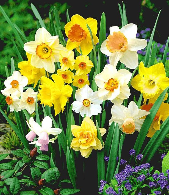 Narzissen-Mix 100 Tage Blumenzwiebeln - Bild 1