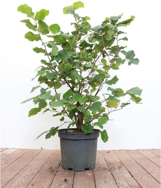 Corylus Avellana Haselnuss Pflanze für Garten und Hecke, Höhe: 40–60 cm - Bild 1