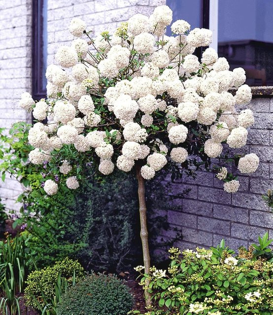 Schneeball-Stämmchen - Bild 1