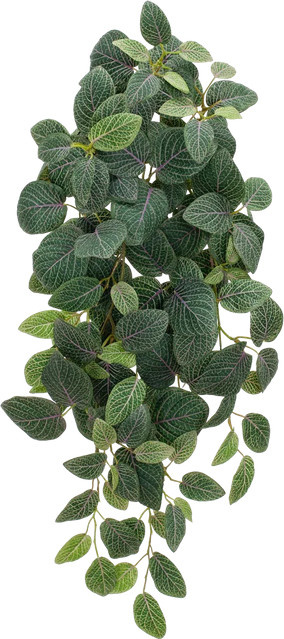 Künstliche Hänge-Fittonia Tamara von Aplanta, Grün, Höhe: 70 cm - Bild 1