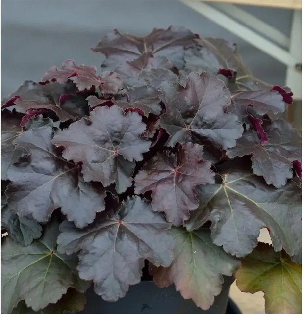 Heuchera cultorum Silberglöckchen Starry Night Blattschmuckpflanze in lila, großer Topf - Bild 1