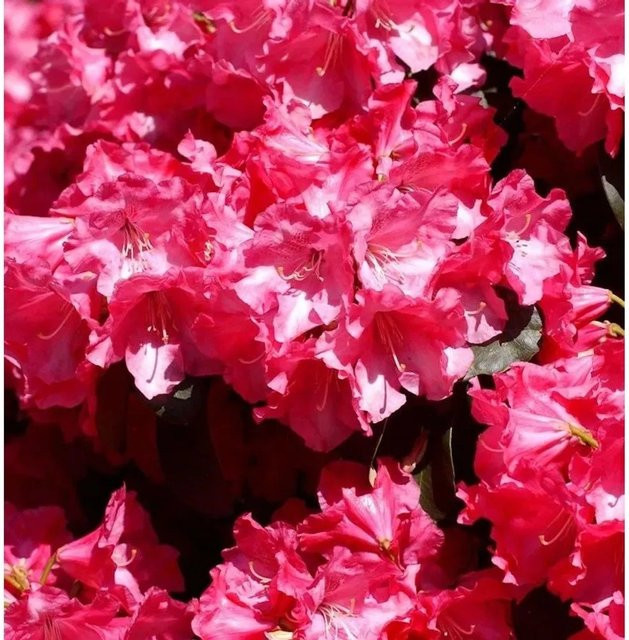 Rhododendron williamsianum Gartendirektor Glocker Strauch für deinen Garten - Bild 1