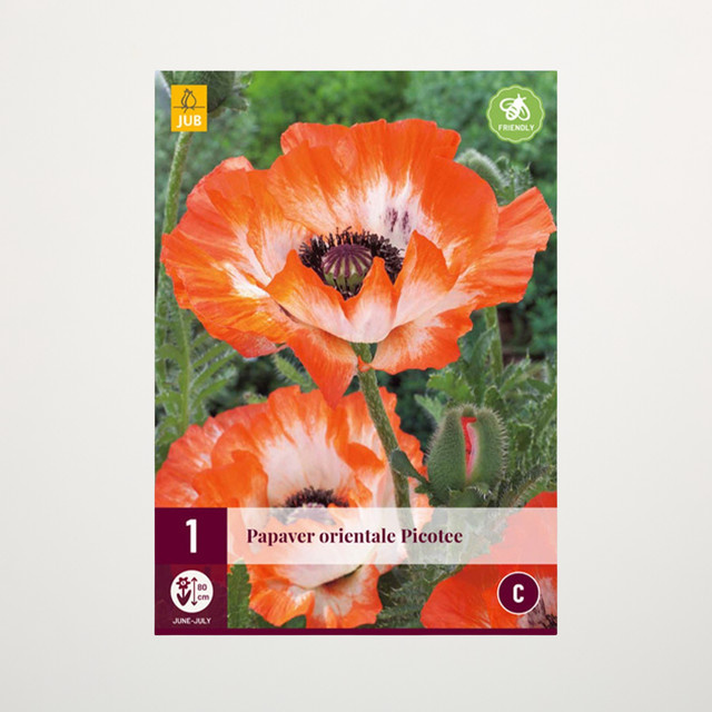 Türkischer Mohn Picotee Wurzel von BLUME2000 für dein Staudenbeet - Bild 1