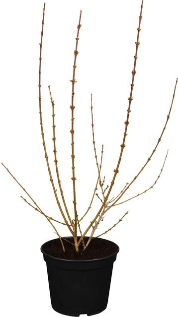 OBI Forsythie Weekend Gelb im Topf, Höhe: 40 - 60 cm - Bild 1